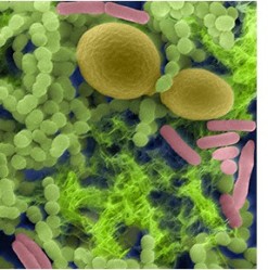 The Bacteria that Lives in Your Mouth